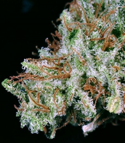 White Widow fem (GHS) White Widow fem (GHS) — изображение 4