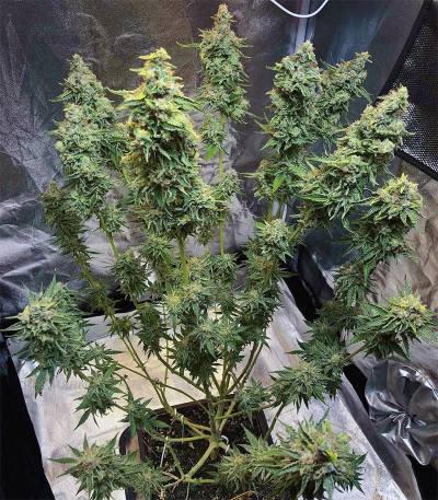 Семена сорта Gorilla Zkittlez (Barney's Farm) Семена сорта Gorilla Zkittlez (Barney's Farm) — изображение 3