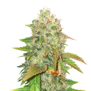 American Pie fem (Pyramid Seeds)