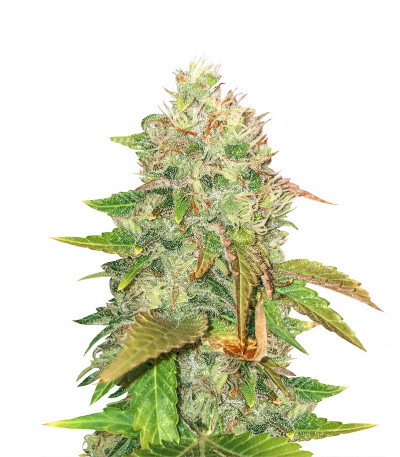 American Pie fem (Pyramid Seeds) American Pie fem (Pyramid Seeds)