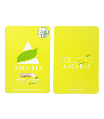 Семена сорта Anubis fem (Pyramid Seeds) Семена сорта Anubis fem (Pyramid Seeds) — изображение 2