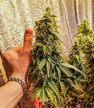 Семена сорта Auto Ak (AK 47 Auto) (Семяныч) Семена сорта Auto Ak (AK 47 Auto) (Семяныч) — изображение 5