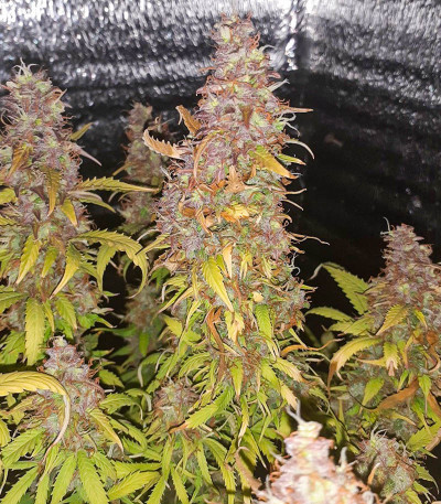 Семена сорта Auto Ak (AK 47 Auto) (Семяныч) Семена сорта Auto Ak (AK 47 Auto) (Семяныч) — изображение 8