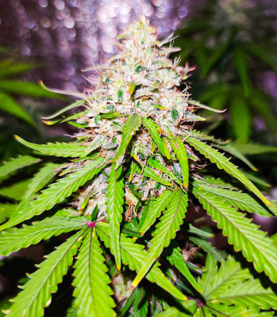 Семена сорта Auto Ak (AK 47 Auto) (Семяныч) Семена сорта Auto Ak (AK 47 Auto) (Семяныч) — изображение 4