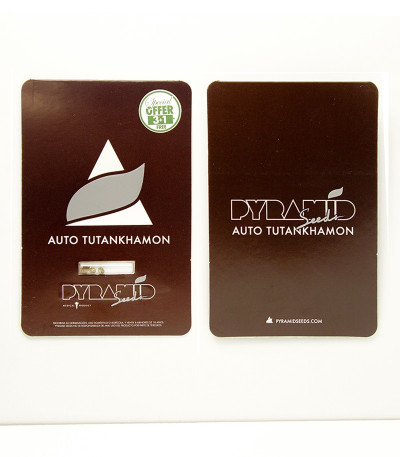 Auto Tutankhamon fem (Pyramid Seeds) Auto Tutankhamon fem (Pyramid Seeds) — изображение 2