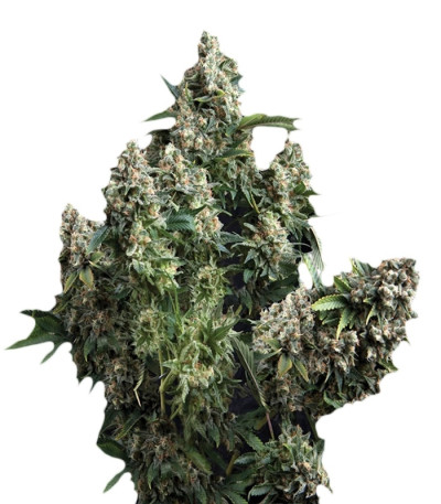 Auto Tutankhamon fem (Pyramid Seeds) Auto Tutankhamon fem (Pyramid Seeds)