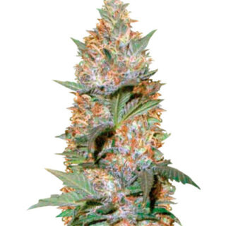 Семена сорта Auto Caramelino (Victory Seeds)