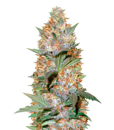 Семена сорта Auto Caramelino (Victory Seeds) Семена сорта Auto Caramelino (Victory Seeds)