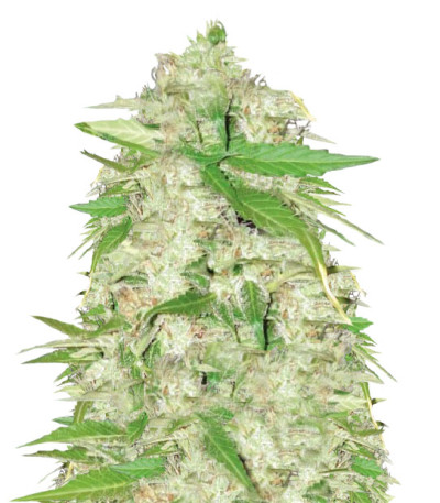 Auto Ultra Power Plant (Victory Seeds) Auto Ultra Power Plant (Victory Seeds)