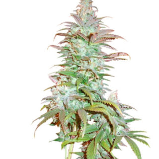 Blueberry Cheese Auto (Blue Cheese Auto) fem (Barney's Farm)