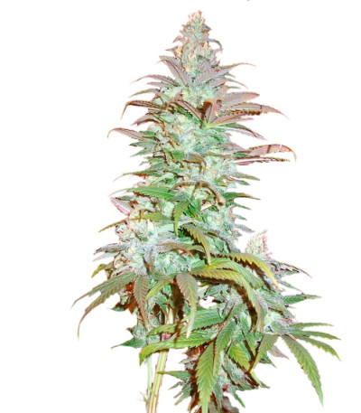 Blueberry Cheese Auto (Blue Cheese Auto) fem (Barney's Farm) Blueberry Cheese Auto (Blue Cheese Auto) fem (Barney's Farm)