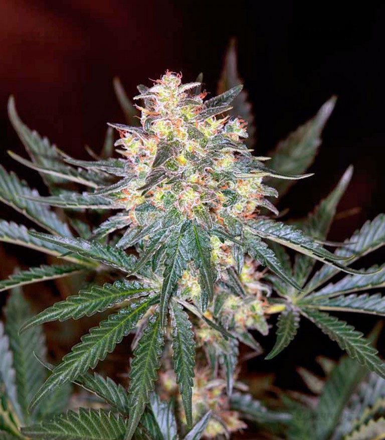 Семена сорта Sativa's Sour Diesel Семена сорта Sativa's Sour Diesel — изображение 5
