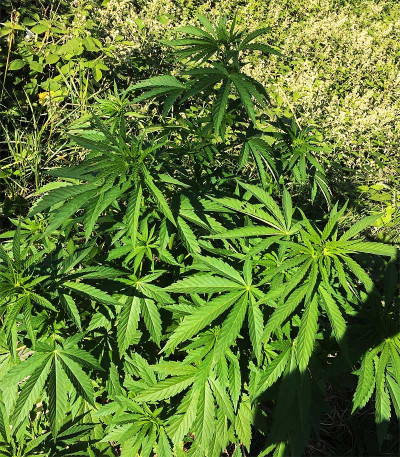 Blow Dream fem (Victory Seeds) семена конопли Blow Dream fem (Victory Seeds) семена конопли — изображение 4