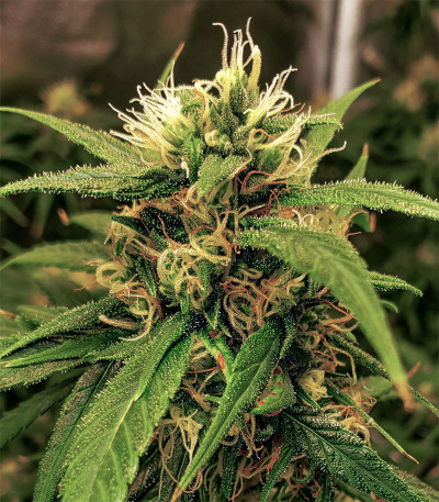 Blow Dream fem (Victory Seeds) семена конопли Blow Dream fem (Victory Seeds) семена конопли — изображение 3