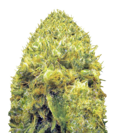 Blow Dream fem (Victory Seeds) семена конопли Blow Dream fem (Victory Seeds) семена конопли