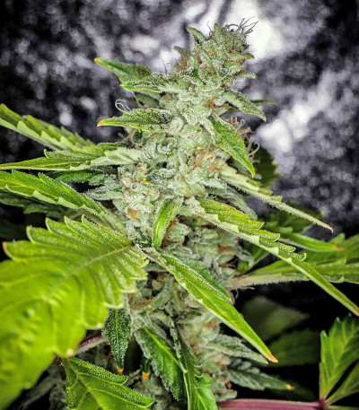 Сорт Blue Dream (Blue Dream'matic) Auto fem (FastBuds) Сорт Blue Dream (Blue Dream'matic) Auto fem (FastBuds) — изображение 7