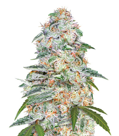Сорт Blue Dream (Blue Dream'matic) Auto fem (FastBuds) Сорт Blue Dream (Blue Dream'matic) Auto fem (FastBuds)