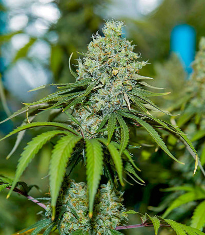 Bruce Banner #3 fem (Herbies Seeds) Bruce Banner #3 fem (Herbies Seeds) — изображение 4