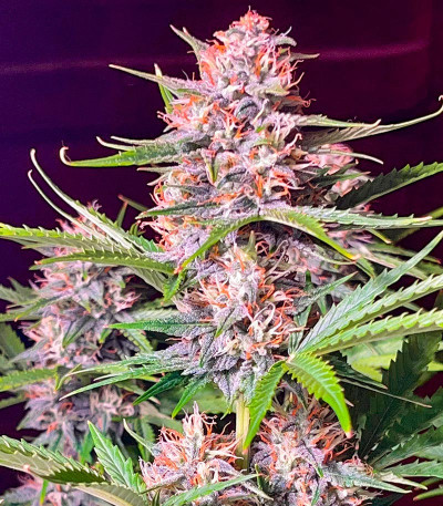 Bruce Banner #3 fem (Herbies Seeds) Bruce Banner #3 fem (Herbies Seeds) — изображение 5