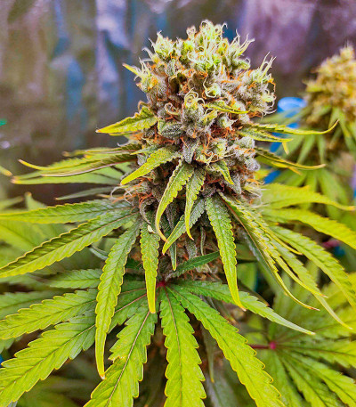 Bruce Banner #3 fem (Herbies Seeds) Bruce Banner #3 fem (Herbies Seeds) — изображение 6