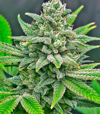 Bruce Banner #3 fem (Herbies Seeds) Bruce Banner #3 fem (Herbies Seeds) — изображение 7