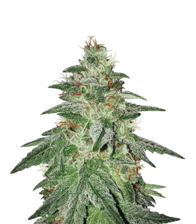 Bruce Banner #3 fem (Original Sensible Seeds) Bruce Banner #3 fem (Original Sensible Seeds)
