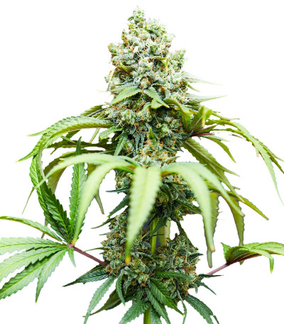 Bruce Banner #3 fem (Blimburn Seeds) семена конопли Bruce Banner #3 fem (Blimburn Seeds) семена конопли
