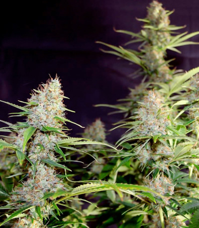 Bruce Banner Auto (Cali Buds Seeds) семена конопли Bruce Banner Auto (Cali Buds Seeds) семена конопли — изображение 3