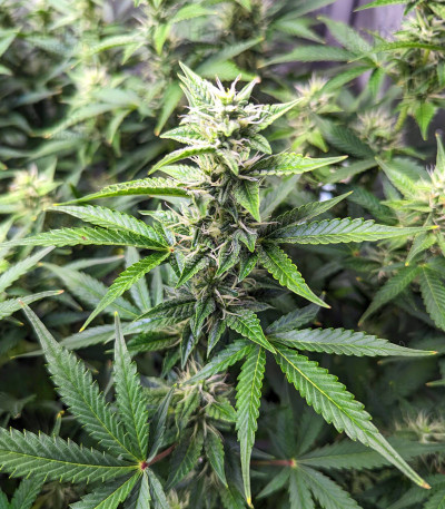 Bruce Banner #3 fem (Herbies Seeds) Bruce Banner #3 fem (Herbies Seeds) — изображение 8
