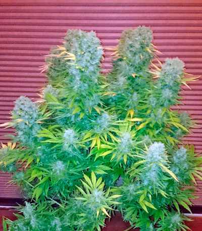 Budzilla fem (Heavyweight Seeds) Budzilla fem (Heavyweight Seeds) — изображение 3