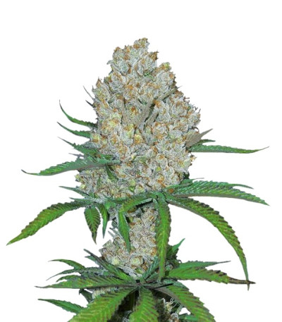 C4 auto fem (FastBuds) семена конопли C4 auto fem (FastBuds) семена конопли