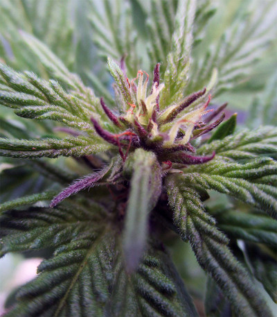 Семена сорта CBD Auto 20:1 fem (FastBuds) Семена сорта CBD Auto 20:1 fem (FastBuds) — изображение 3