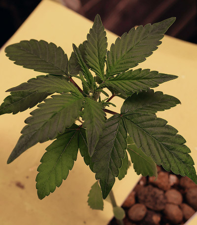 Семена сорта CBD Auto 20:1 fem (FastBuds) Семена сорта CBD Auto 20:1 fem (FastBuds) — изображение 5