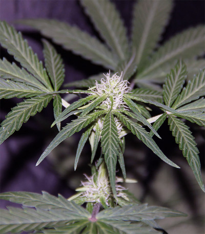 Семена сорта CBD Auto 20:1 fem (FastBuds) Семена сорта CBD Auto 20:1 fem (FastBuds) — изображение 6