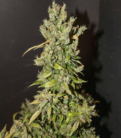 Семена сорта CBD Auto 20:1 fem (FastBuds) Семена сорта CBD Auto 20:1 fem (FastBuds) — изображение 7