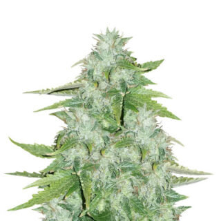 Семена сорта CBD Auto 20:1 fem (FastBuds)
