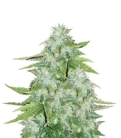 Семена сорта CBD Auto 20:1 fem (FastBuds) Семена сорта CBD Auto 20:1 fem (FastBuds)