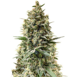Chocobang fem (Delicious Seeds) семена конопли Chocobang fem (Delicious Seeds) семена конопли