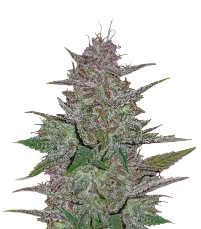 Cream Cookies Auto fem (FastBuds) Cream Cookies Auto fem (FastBuds)