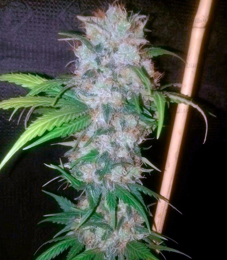 Семена сорта Cream Mandarine F1 Fast Version fem (Sweet Seeds) Семена сорта Cream Mandarine F1 Fast Version fem (Sweet Seeds) — изображение 4