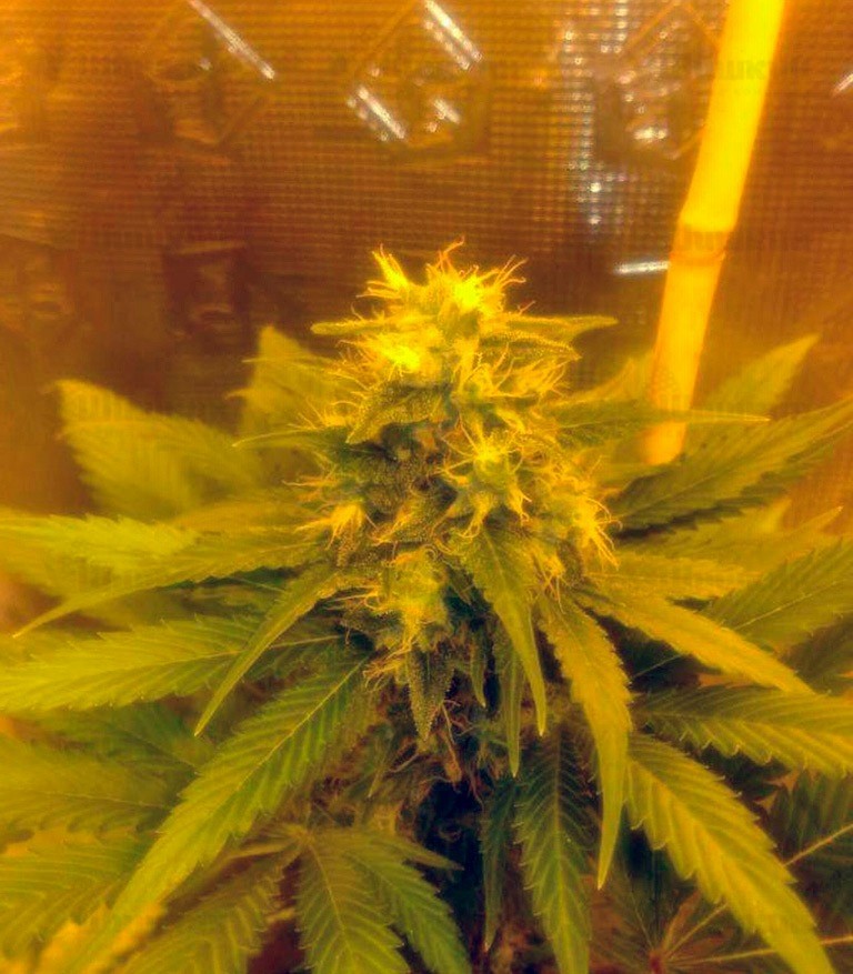 Семена сорта Cream Mandarine F1 Fast Version fem (Sweet Seeds) Семена сорта Cream Mandarine F1 Fast Version fem (Sweet Seeds) — изображение 3
