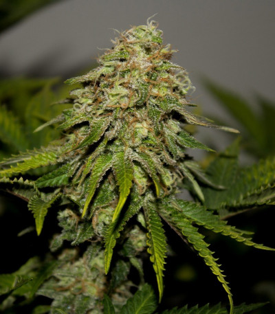 Critical fem (RQS) семена конопли Critical fem (RQS) семена конопли — изображение 3
