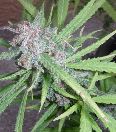 Critical fem (RQS) семена конопли Critical fem (RQS) семена конопли — изображение 4