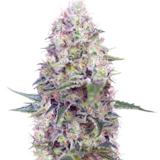 Сорт Crystal Candy fem (Sweet Seeds)