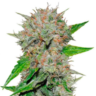 Семена сорта Deep Mandarine  CBD fem (Delicious Seeds)