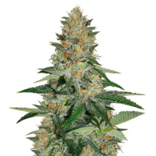 Семена сорта Delicious Candy Early Version (Delicious Seeds)