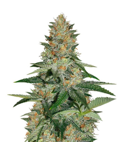 Семена сорта Delicious Candy Early Version (Delicious Seeds) Семена сорта Delicious Candy Early Version (Delicious Seeds)
