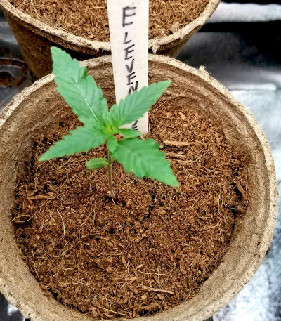 Eleven Roses fem (Delicious Seeds) семена конопли Eleven Roses fem (Delicious Seeds) семена конопли — изображение 3