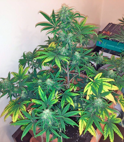 Семена сорта Exodus Cheese Auto fem (GHS) Семена сорта Exodus Cheese Auto fem (GHS) — изображение 3