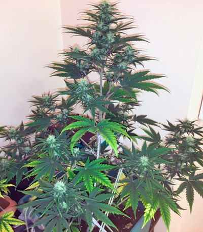 Семена сорта Exodus Cheese Auto fem (GHS) Семена сорта Exodus Cheese Auto fem (GHS) — изображение 4